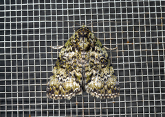 Blenina malachitis