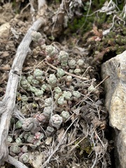 Sedum debile