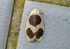 Garudinia biplagiata