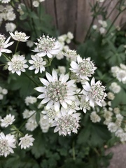 Astrantia major