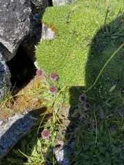 Erigeron eriocephalus