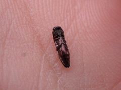 Agrilus blandus