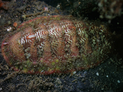 Tonicella insignis