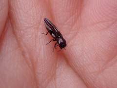 Agrilus blandus