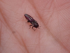 Agrilus blandus