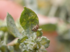 Coridromius chenopoderis