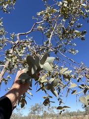 Eucalyptus pruinosa