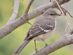 Mimus polyglottos