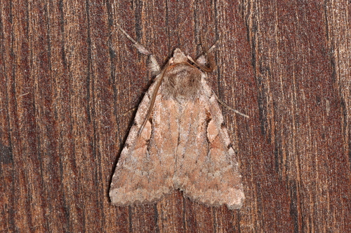 Praevia Dart photo 4