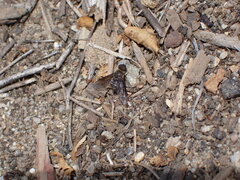 Chrysanthrax vanus
