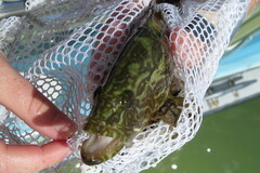 Mycteroperca microlepis