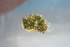 Chilomycterus schoepfii