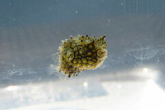 Chilomycterus schoepfii