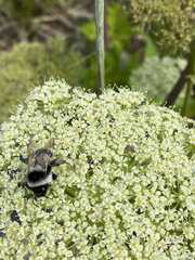 Bombus patagiatus