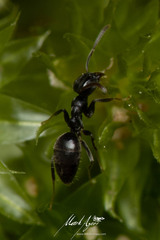 Technomyrmex sophiae