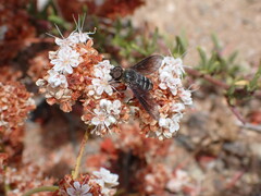 Chrysanthrax vanus