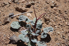 Eriogonum nutans
