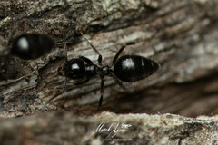 Technomyrmex sophiae