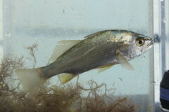 Bairdiella chrysoura