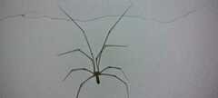 Pholcus phalangioides