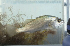 Bairdiella chrysoura