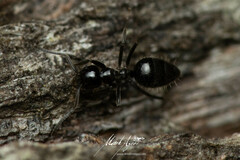 Technomyrmex sophiae