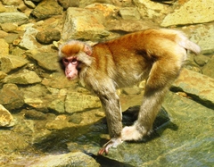 Macaca fuscata fuscata