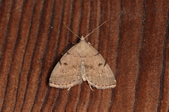 Zanclognatha dentata