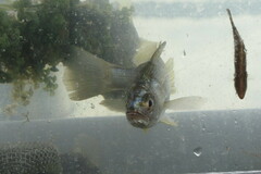 Bairdiella chrysoura