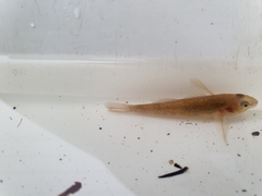 Gobiomorphus gobioides