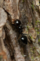 Crematogaster laeviceps
