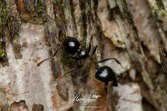 Crematogaster laeviceps