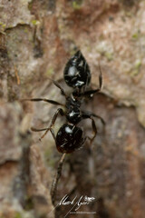 Crematogaster laeviceps