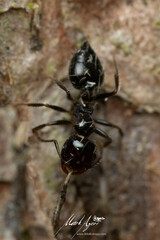 Crematogaster laeviceps