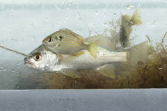 Lagodon rhomboides