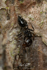 Crematogaster laeviceps