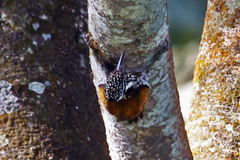 Chrysocolaptes guttacristatus