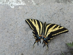 Papilio pilumnus