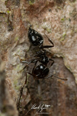 Crematogaster laeviceps