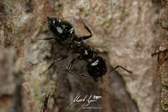 Crematogaster laeviceps
