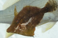 Monacanthus ciliatus