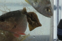 Monacanthus ciliatus