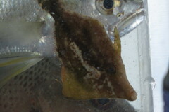 Monacanthus ciliatus