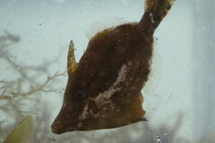 Monacanthus ciliatus