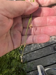 Carex chordorrhiza
