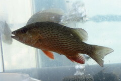 Lutjanus griseus