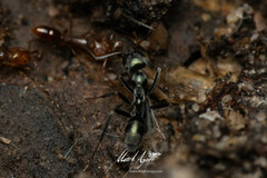 Iridomyrmex mayri