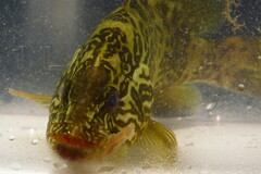 Mycteroperca microlepis