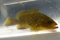 Mycteroperca microlepis