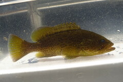 Mycteroperca microlepis